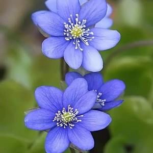 Meet your Posher, Dolores